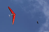 An eagle appears to mimic a hang-glider above the Esplanade in Brasília.