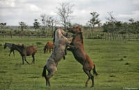 Horses from mixed herds tussle at a ranch in Amapá.