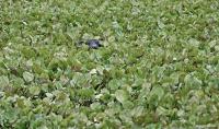 Water buffalo on a floodplain of the Amazon Rainforest of Brazil.