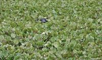 Water buffalo on a floodplain of the Amazon Rainforest of Brazil.