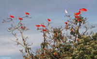 A lone snowy egret amid a group of scarlet ibis in the Amazon.