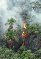 Flames from wildfires burn trees in the rainforest.