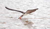 A black skimmer feeding along the Araguari River in the Amazon.