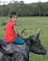 Riding a water buffalo at a ranch in the Amazon wilderness.