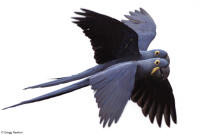 Hyacinth macaws in flight over the Pantanal wetlands.