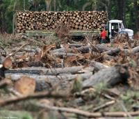 Logging industry and deforestation for timber products in Brazil.