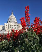 Summertime scene near the U.S. Capitol.