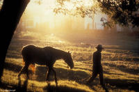 Gaucho and horse at sunset near Artigas, Uruguay.