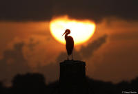 A snowy egret sits atop a perch as the sun rises at Cape Canaveral.