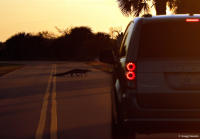 Alligator crosses a road on Merritt Island near the Kennedy Space Center.