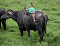 Young boy relaxes after gathering a herd of water buffalo in the Amazon.