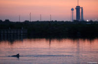A bottlenose dolphin as the sun rises at Cape Canaveral Air Force Station.