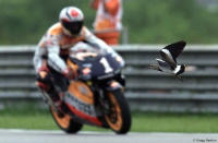 500cc world champion Àlex Crivillé and a southern lapwing converge at the racetrack.