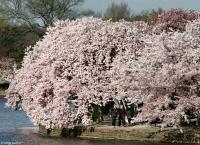 Leisurely stroll along the tidal basin amid cherry blossom trees.